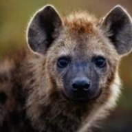 lady hyena